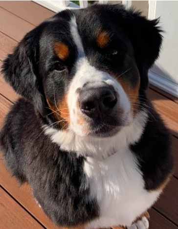 Ava a Burmese Mountain reading therapy dog 