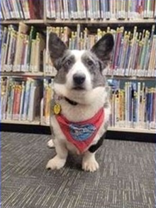 Reading Therapy dog Skye, a Welsh corgi, sitting in front a bookshelf filled with books